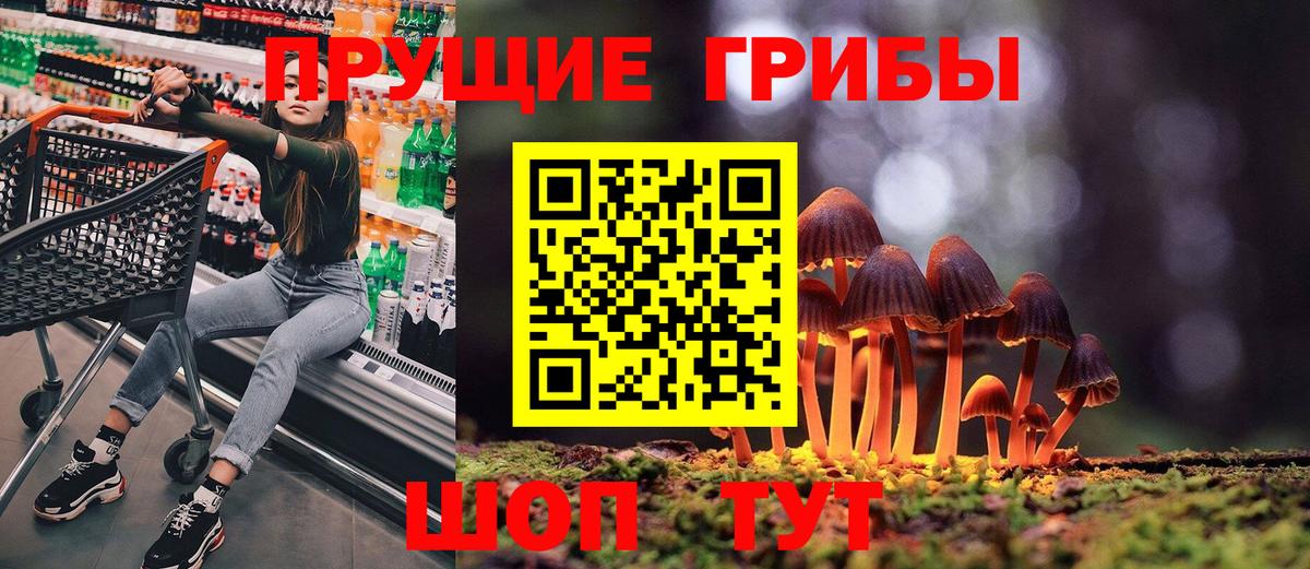Галлюциногенные грибы Psilocybe Светлоград